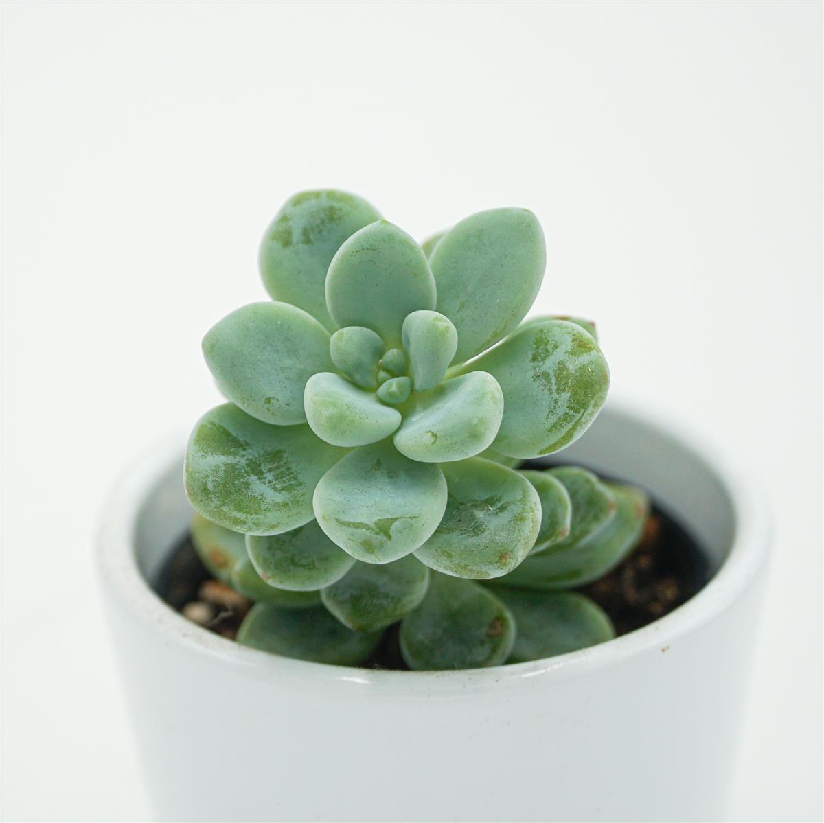 Sedum clavatum - 5.5cm
