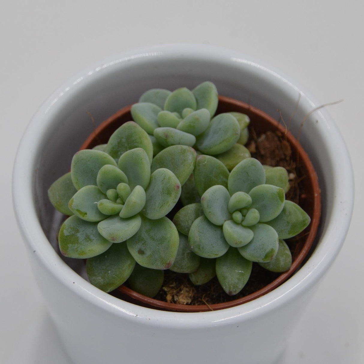 Sedum clavatum - 5.5cm