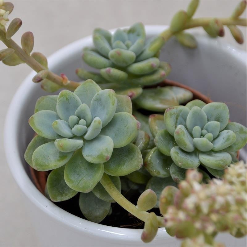 Sedum clavatum - 8.5cm