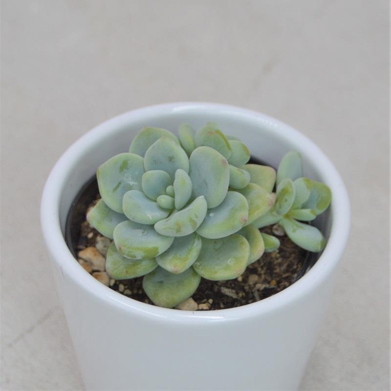 Sedum clavatum - 5.5cm