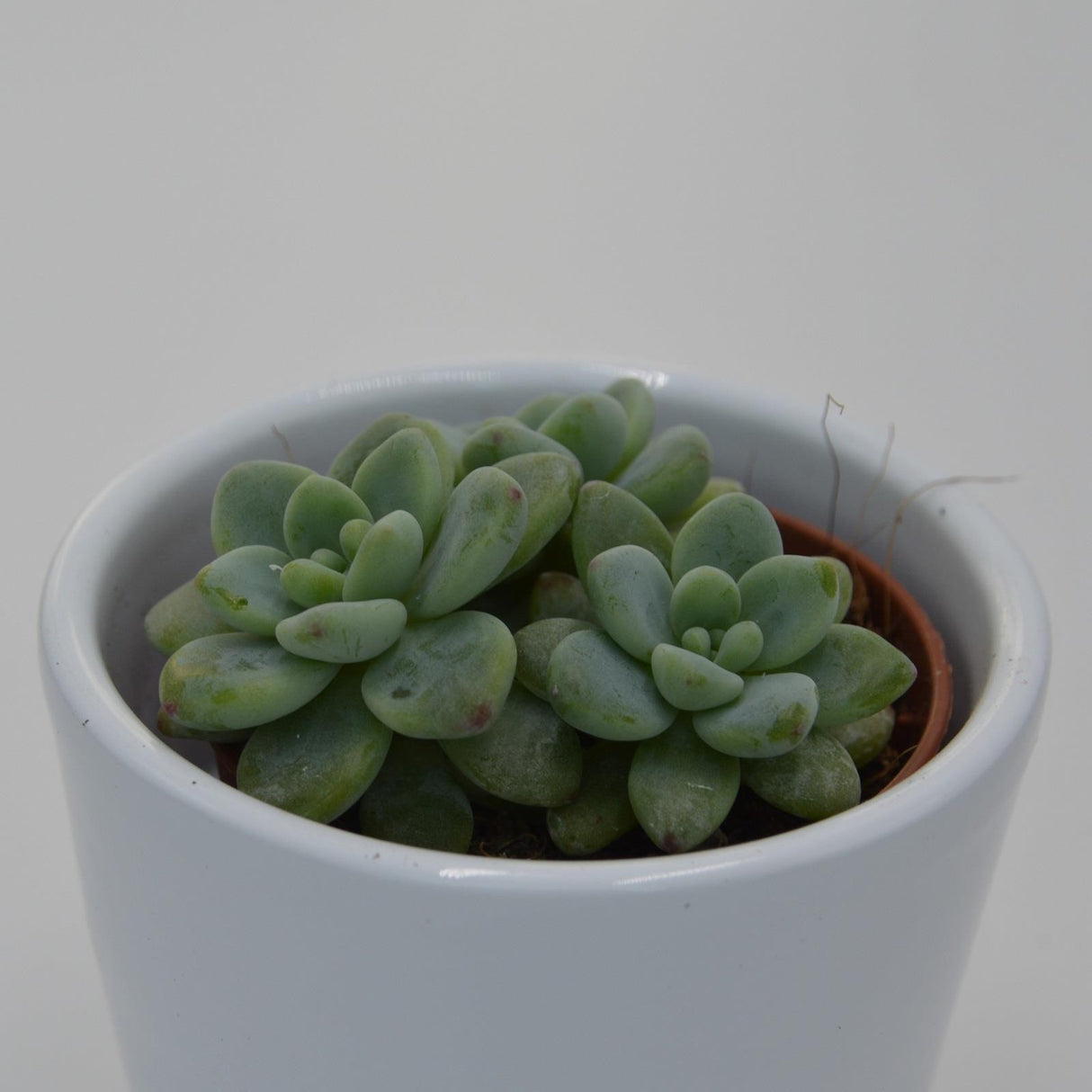 Sedum clavatum - 5.5cm
