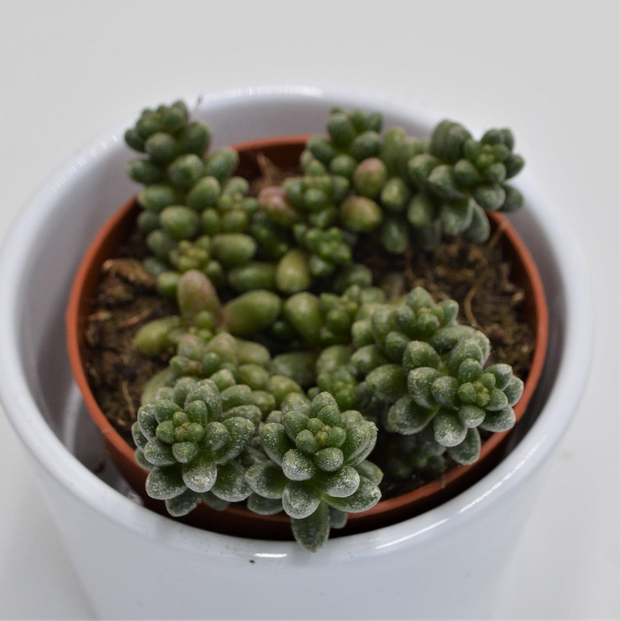 Sedum furfuraceum - 8.5cm