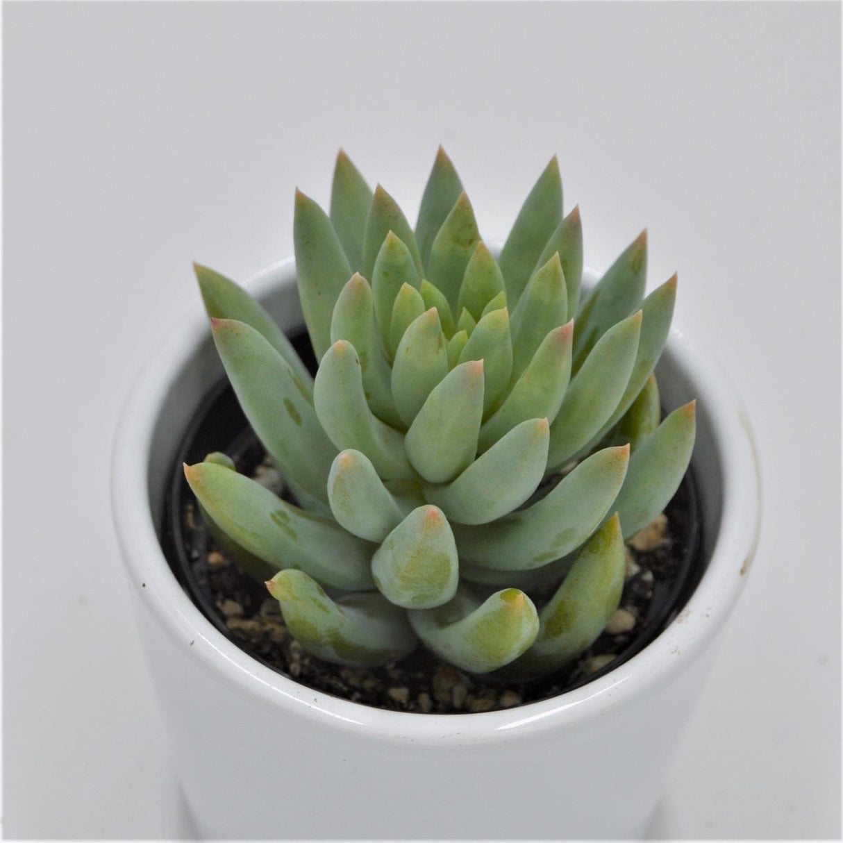 Sedum morganianum - 6cm