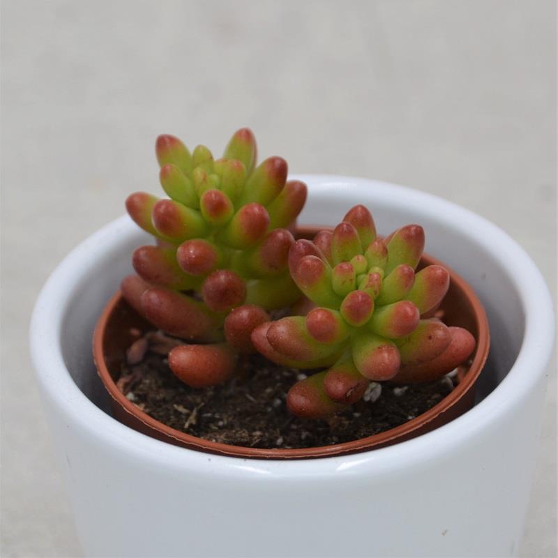 Sedum rubrotinctum - 5.5cm