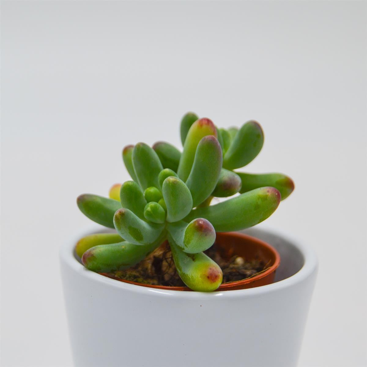 Sedum weisneus - 5,5cm