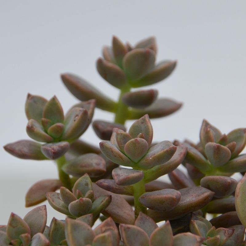 Sedum Bordeauxhart - 8,5cm