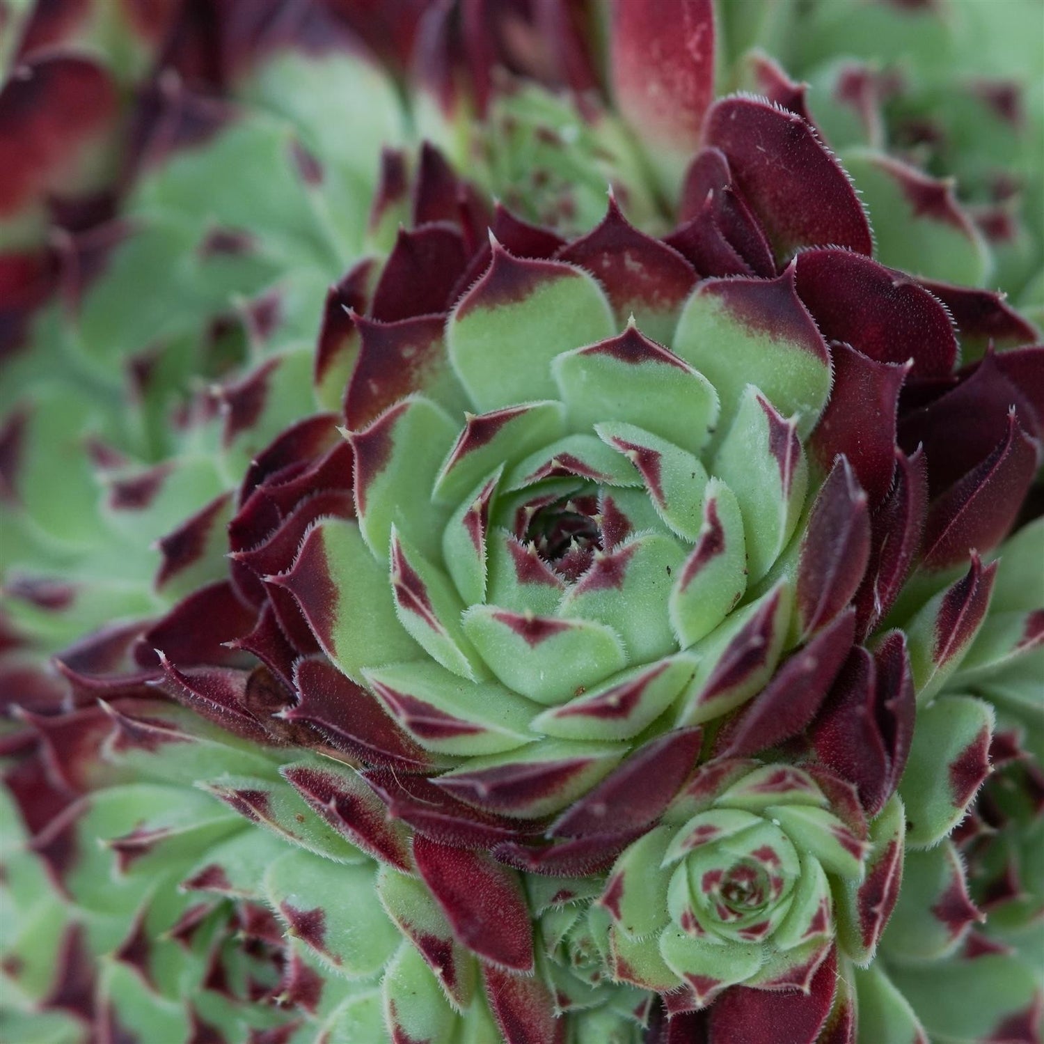 Sempervivum Mix, 3 pieces
