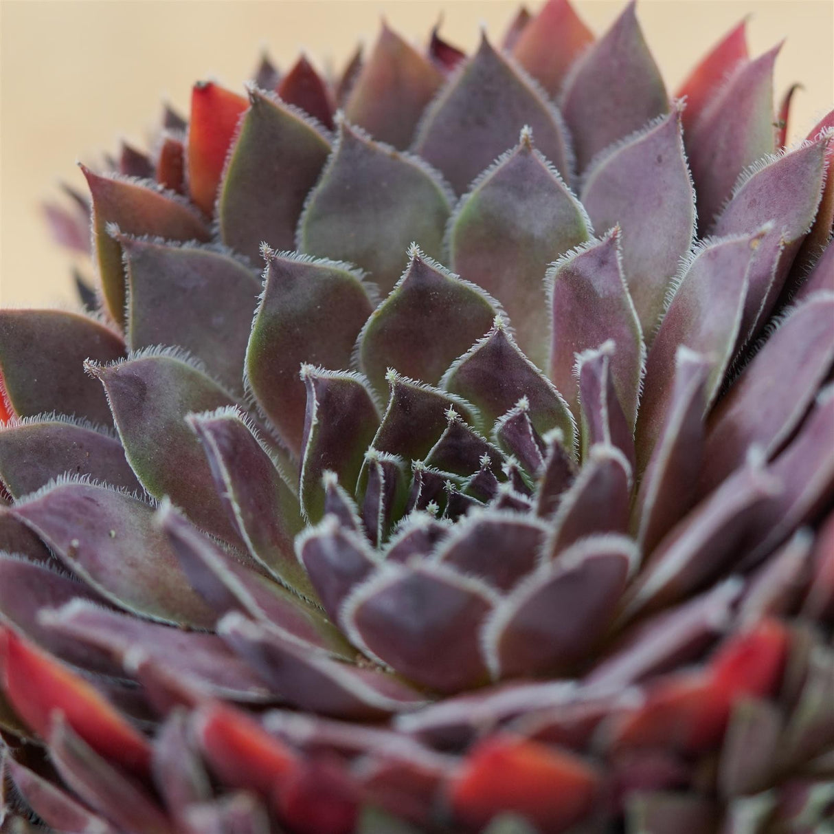 Sempervivum Mix, 3 pieces