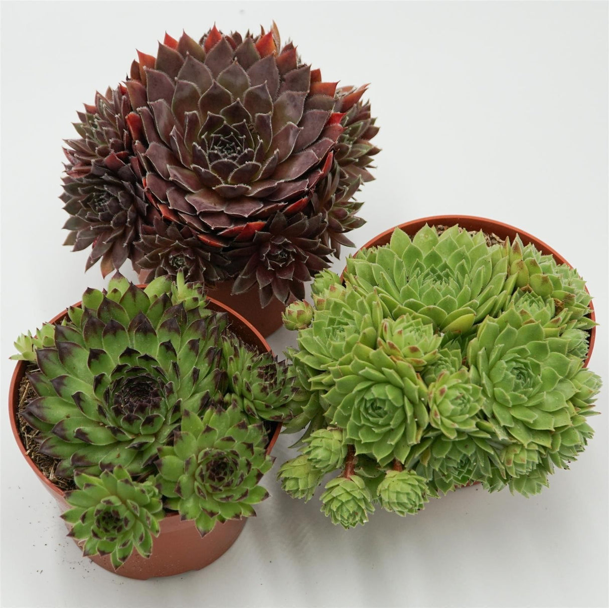 Sempervivum Mix 3 Stück