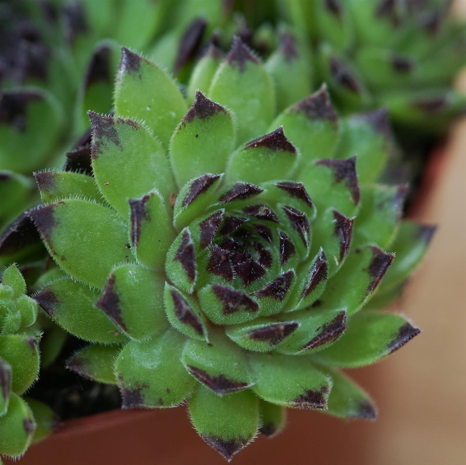 Sempervivum Mix, 3 pieces