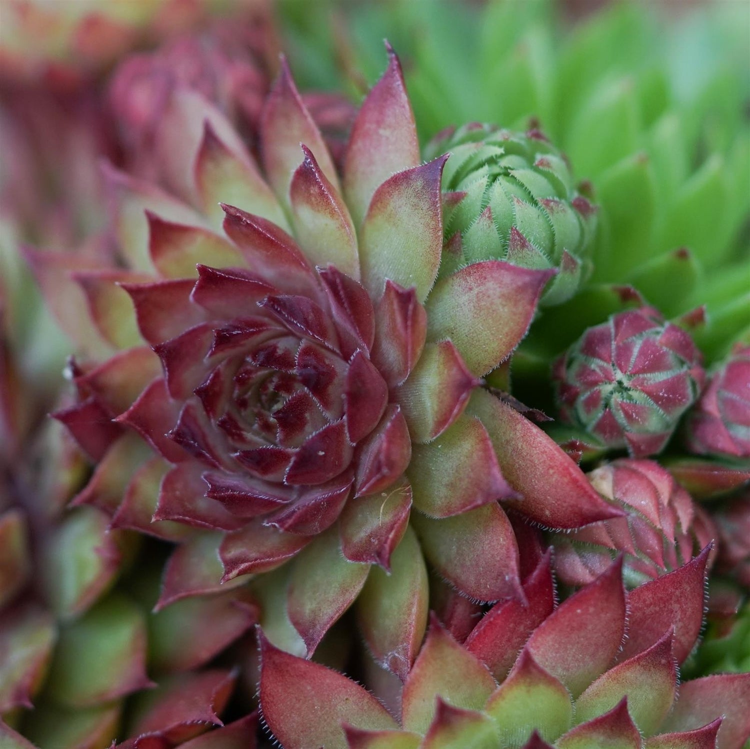 Sempervivum Mix, 3 pieces