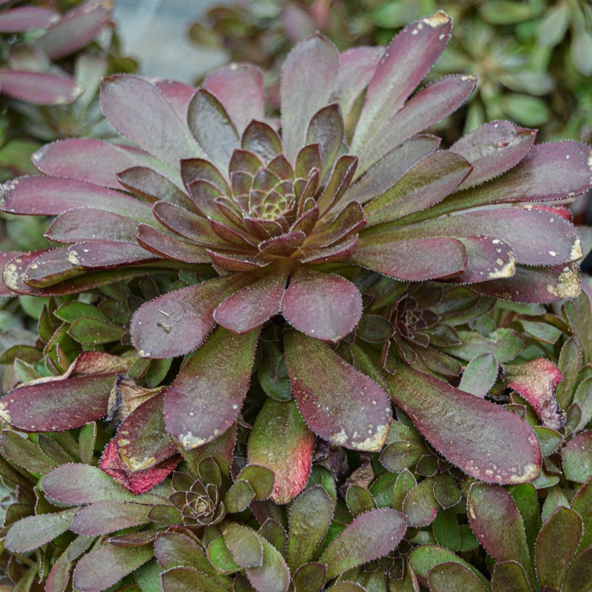 x Semponium Surreal - 17cm