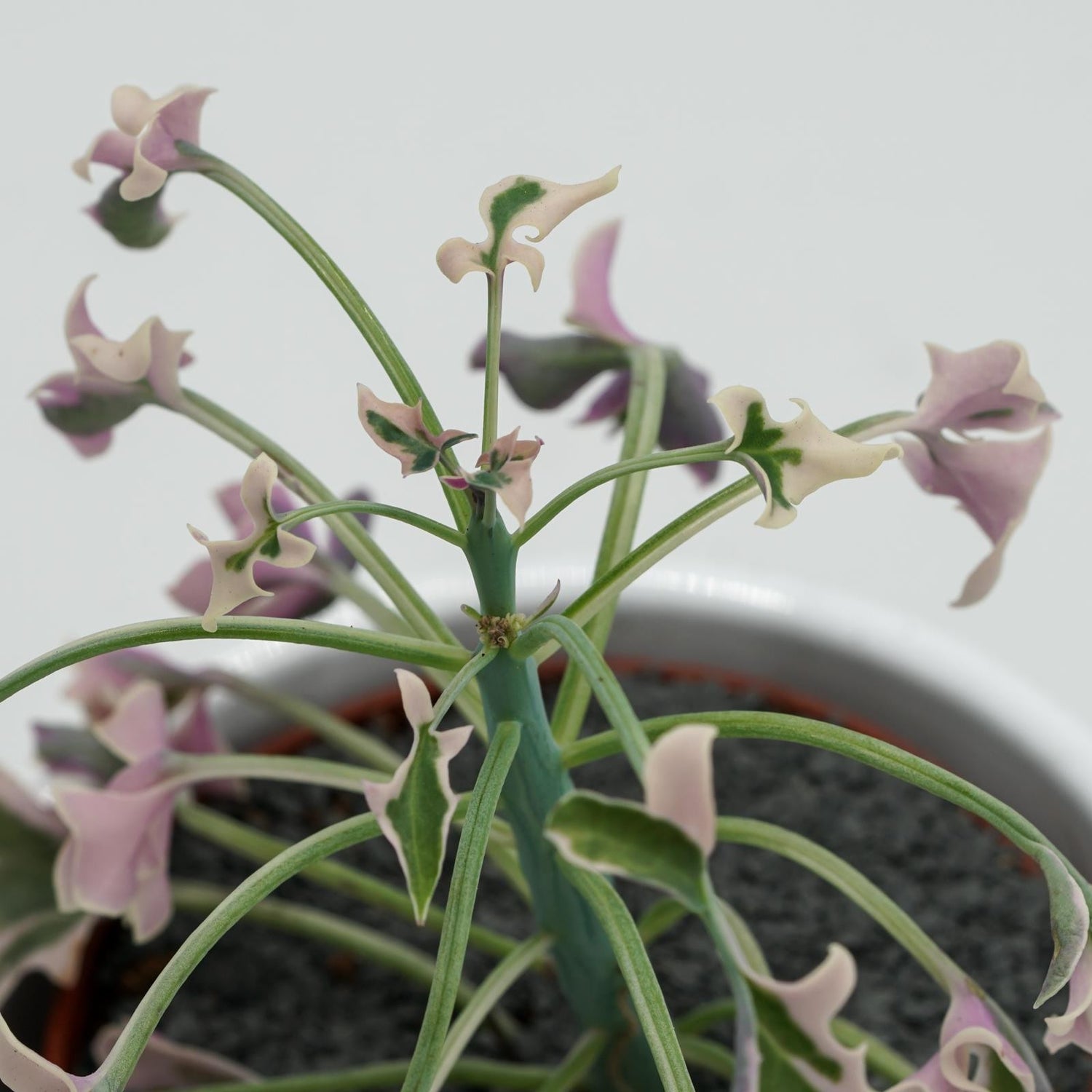 Senecio articulatus f. variegata - 8.5cm
