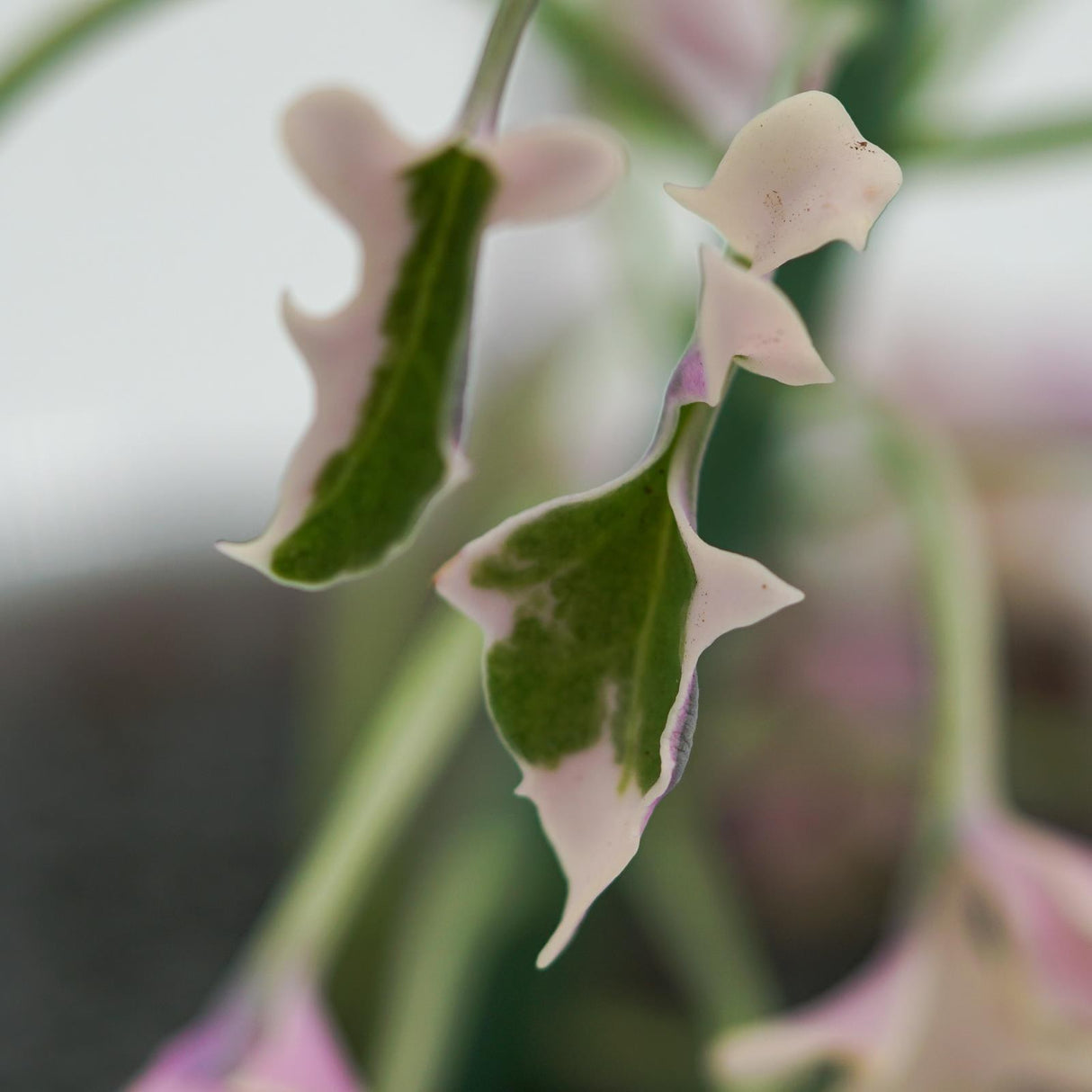 Senecio articulatus f. variegata - 8.5cm