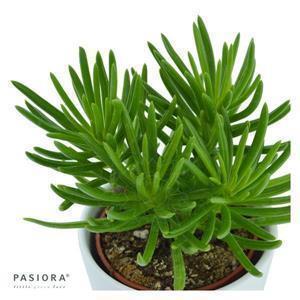 Senecio barbertonicus Himalaya - 6cm