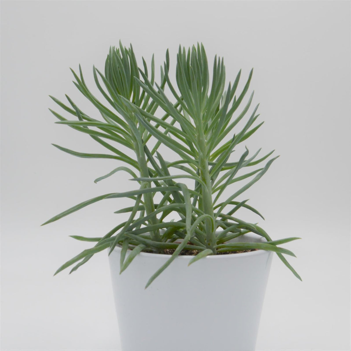 Senecio ficoides - 10.5cm