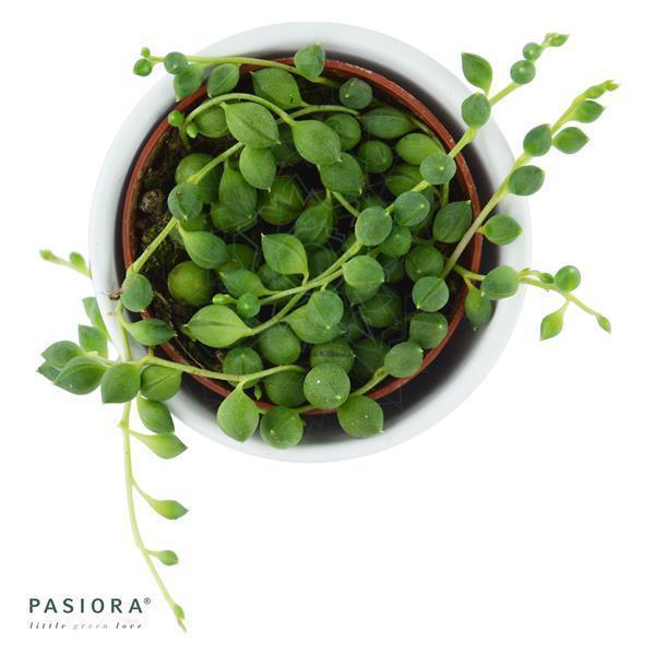 Senecio rowleyanus - 6cm