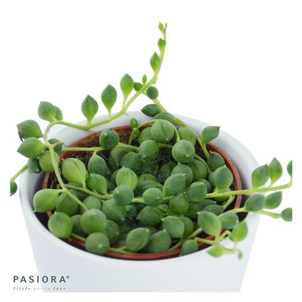 Icarus Hanging Succulents