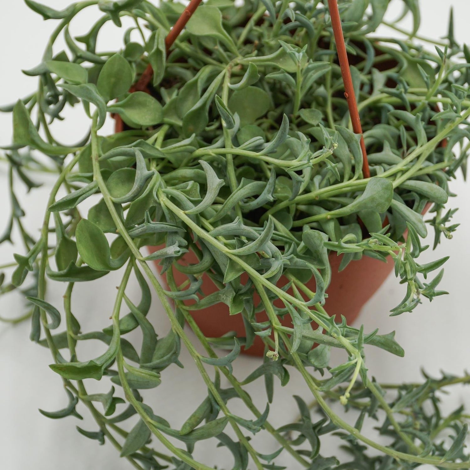 Senecio peregrinus - 12cm Hanging Basket
