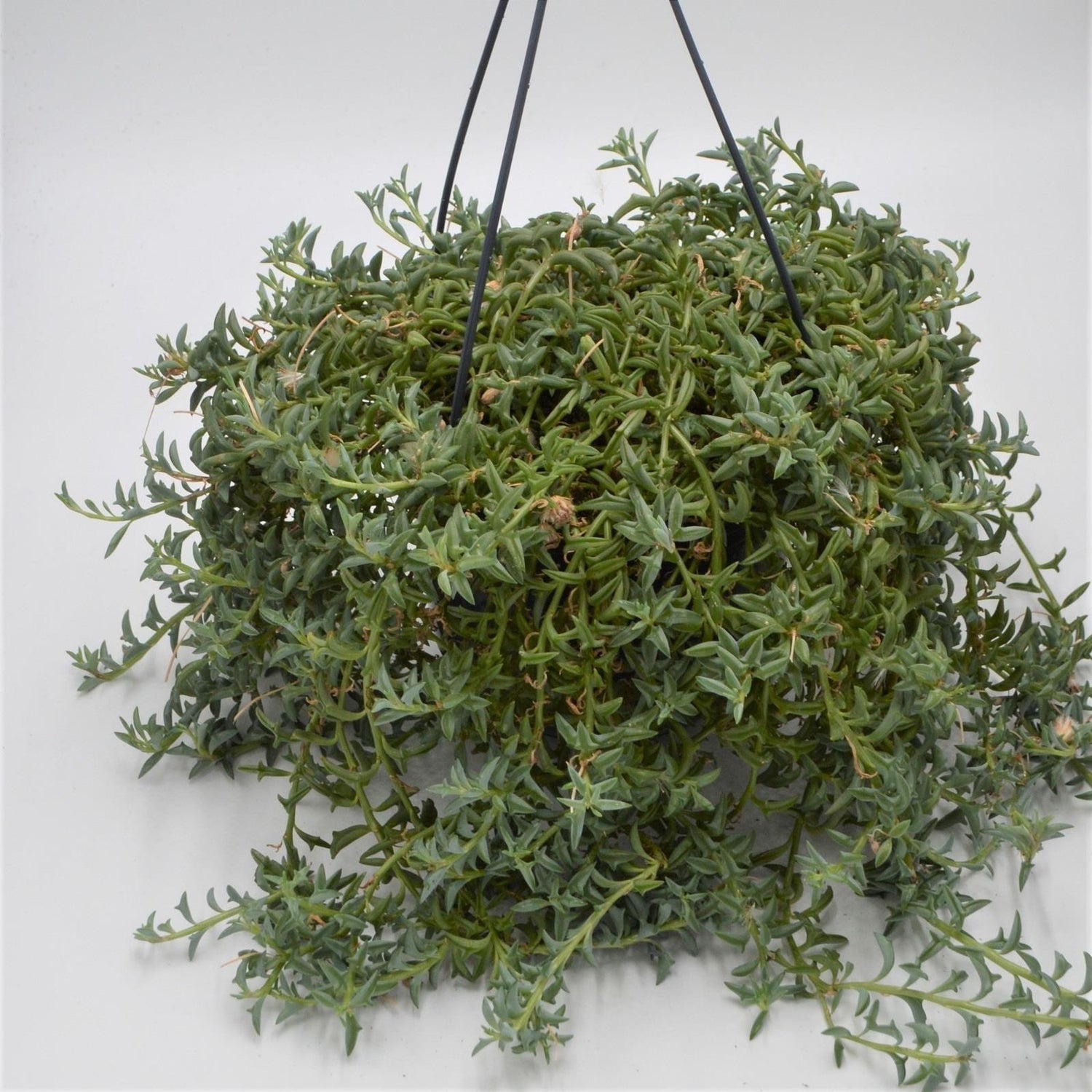 Senecio peregrinus - 15cm Hanging Basket