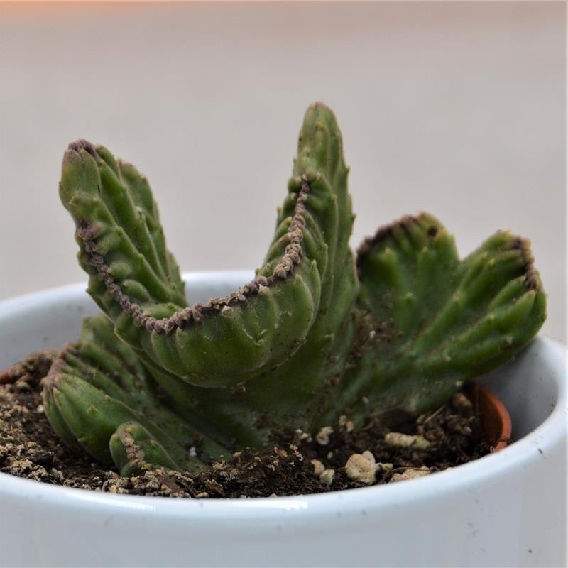 Stapelia leendertziae f. cristata - 8.5cm
