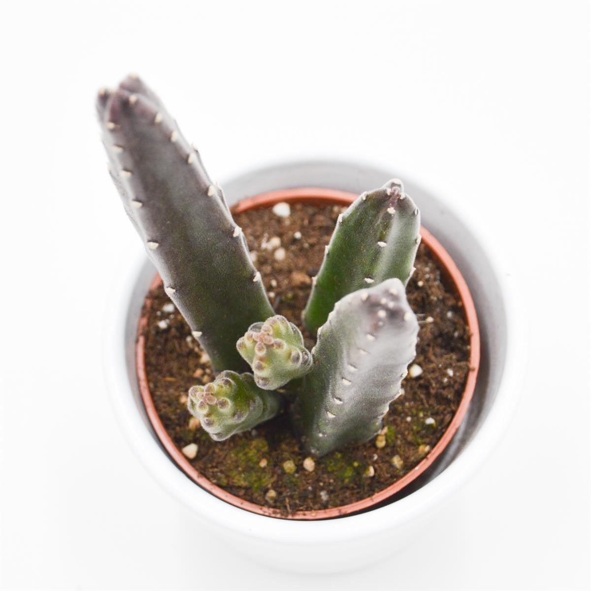 Stapelia leendertziae - 6cm