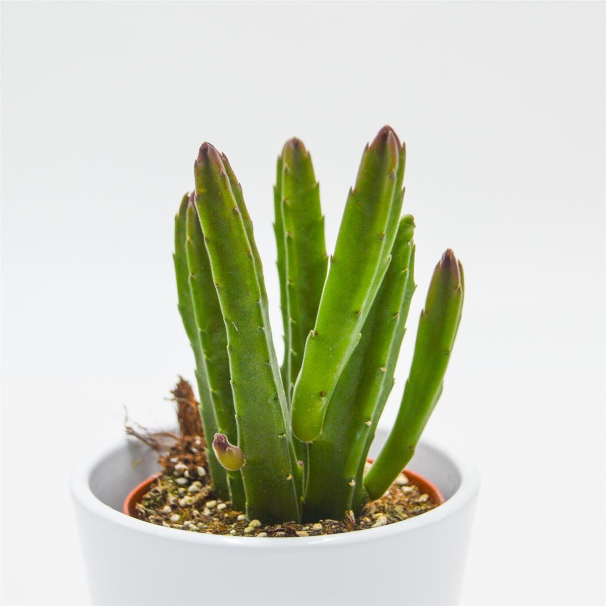 Stapelia leendertziae - 8,5cm