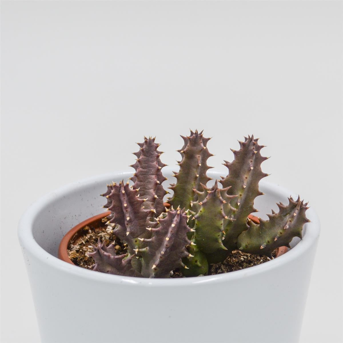 Huernia Pink Eye - 8cm