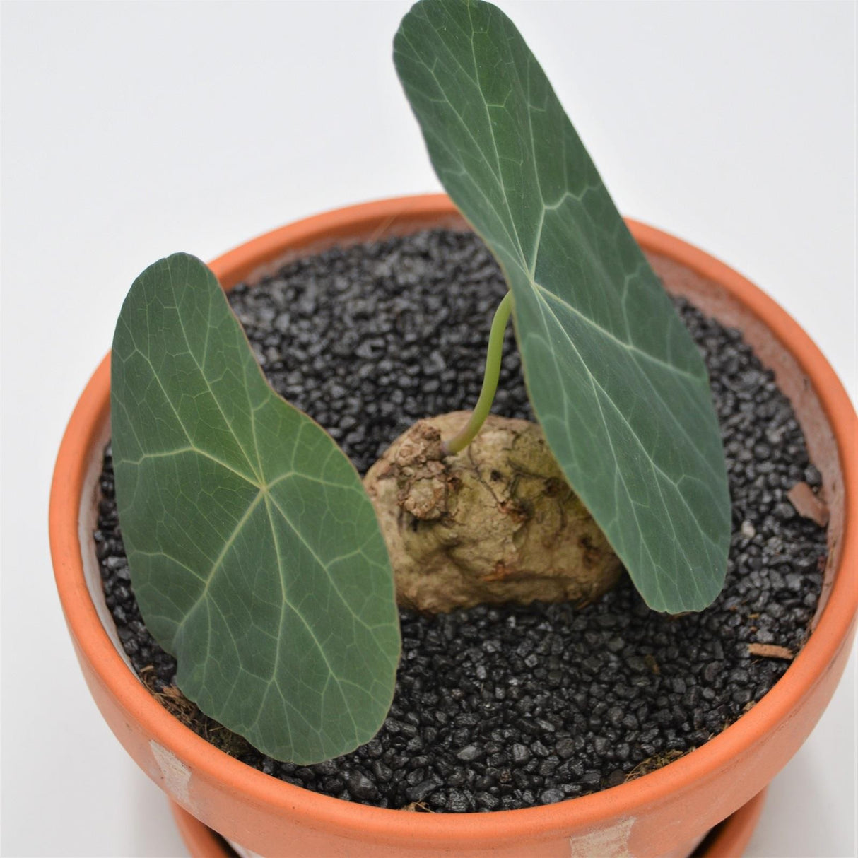 Stephania nova - 15cm in terracotta pot
