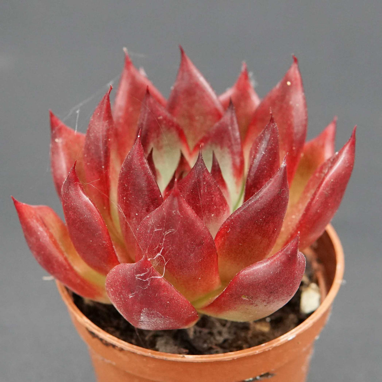 Echeveria