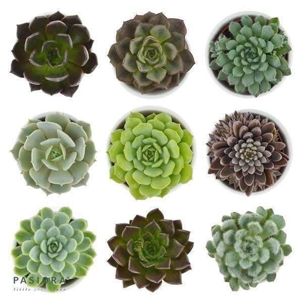 Rosetten - Exclusive