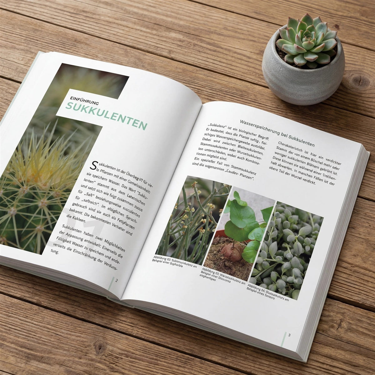 Watering Succulents Correctly - 60-page Guide (eBook)