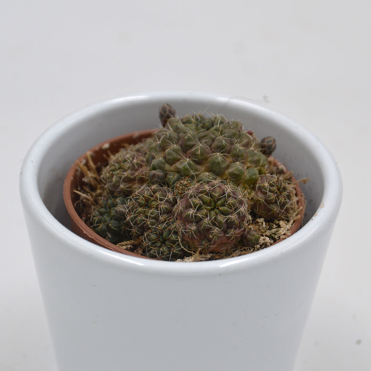Sulcorebutia arencea - 5.5cm