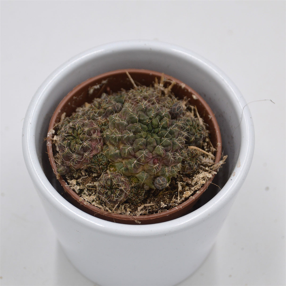 Sulcorebutia arencea - 5.5cm