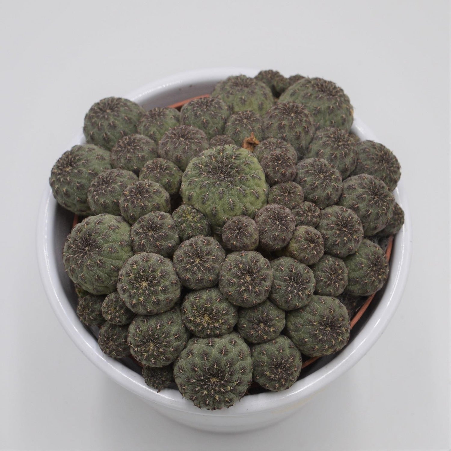 Sulcorebutia rauschii - 10.5cm