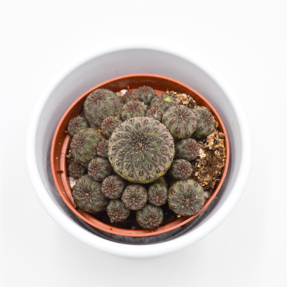 Sulcorebutia rauschii Violet - 8,5cm