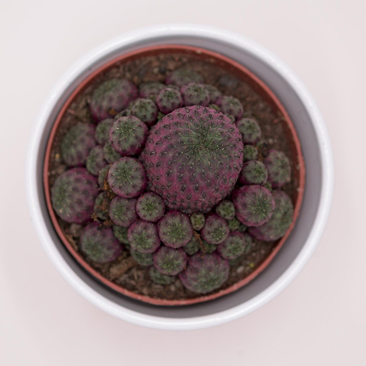 Sulcorebutia rauschii Violet - 10,5cm