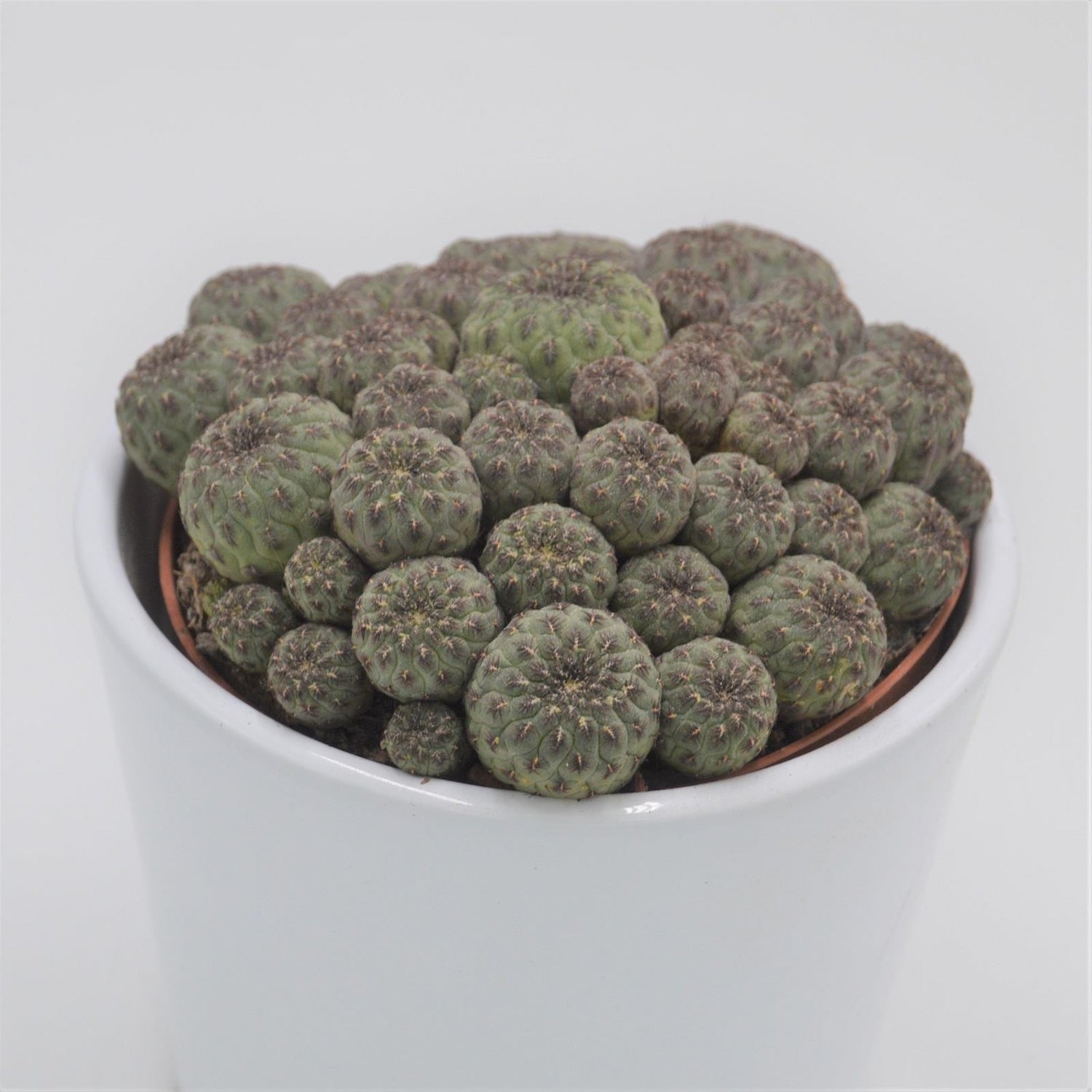 Sulcorebutia rauschii - 10.5cm