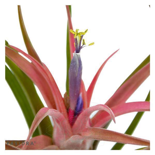Tschakka Tillandsia, 3 pieces