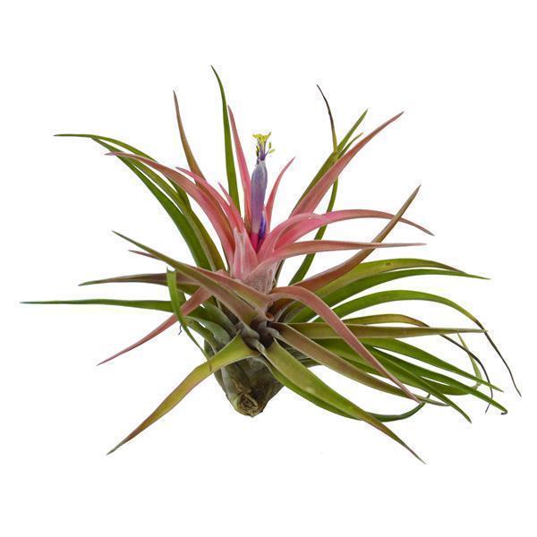 Tschakka Tillandsia, 3 Stück
