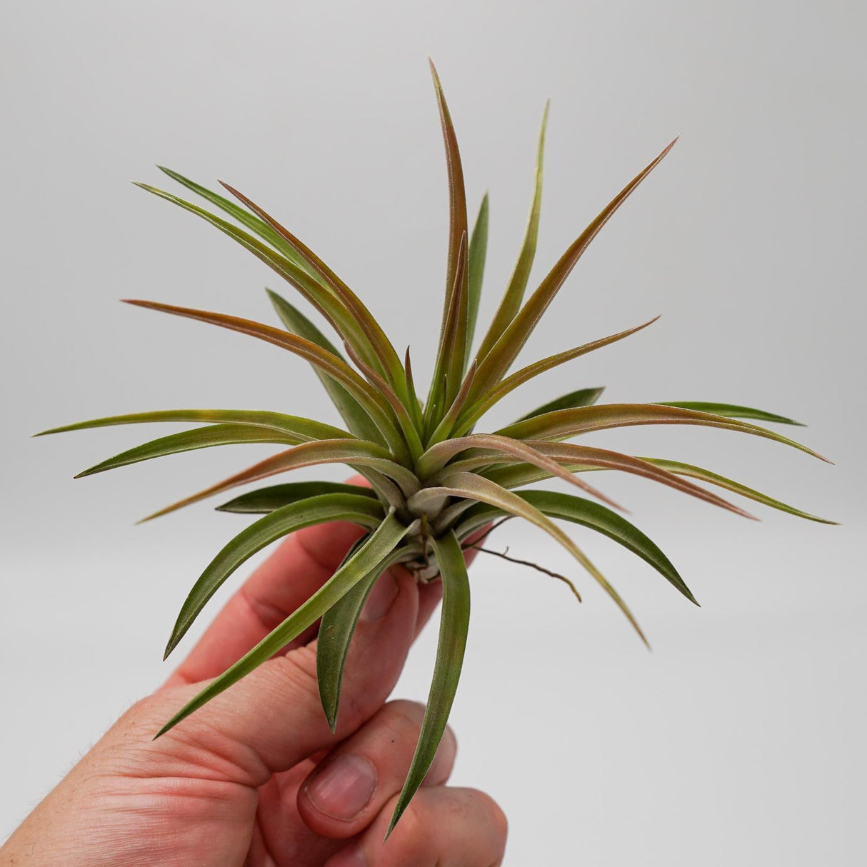 Tillandsia brachycaulos var. multiflora