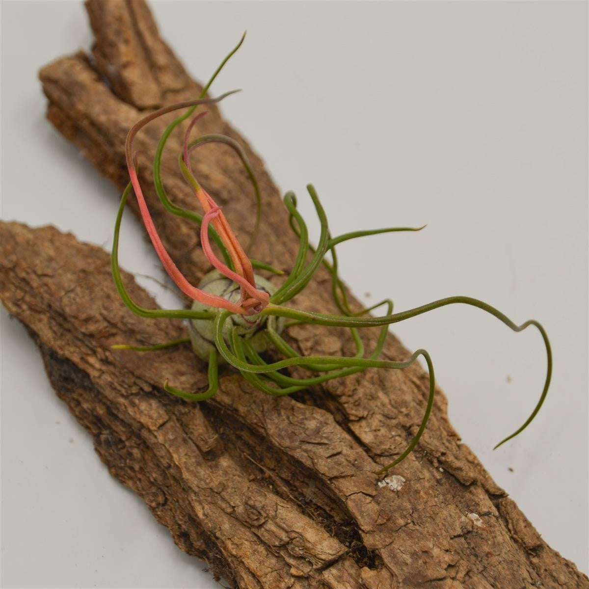 Tillandsia bulbosa