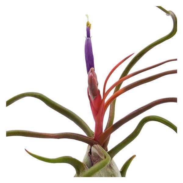 Tillandsia bulbosa