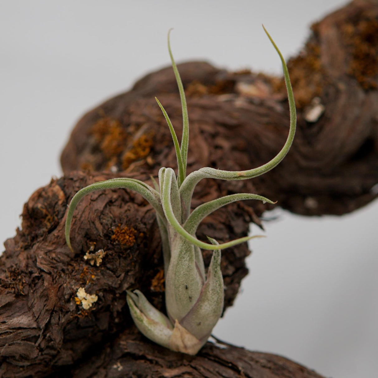 Tillandsia caput-medusae