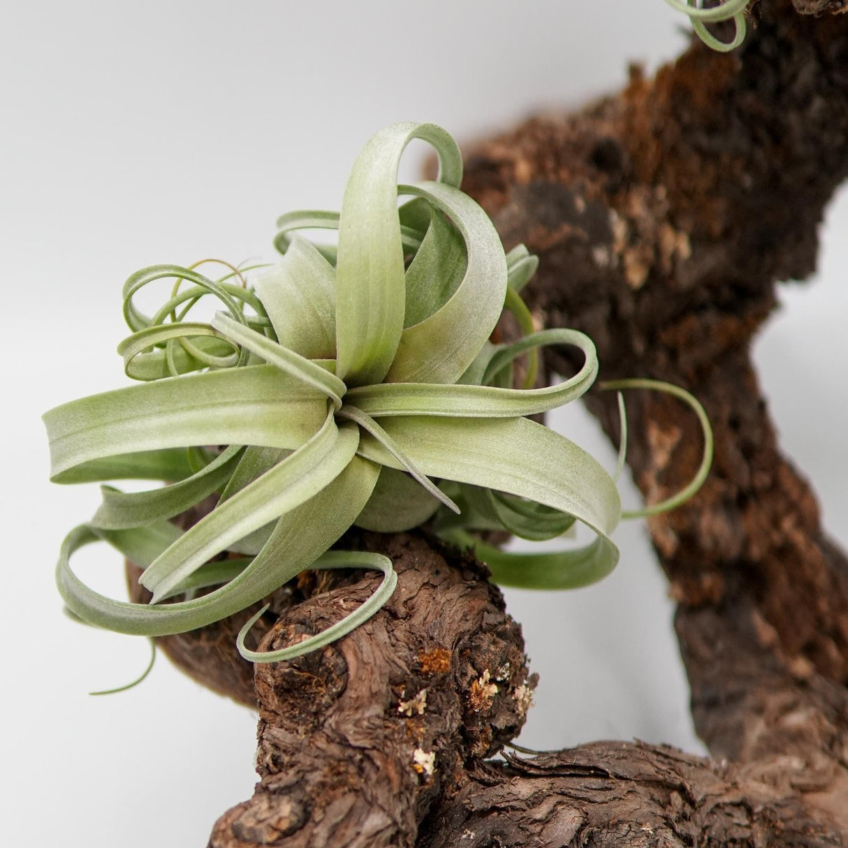 Tillandsia Curly Slim