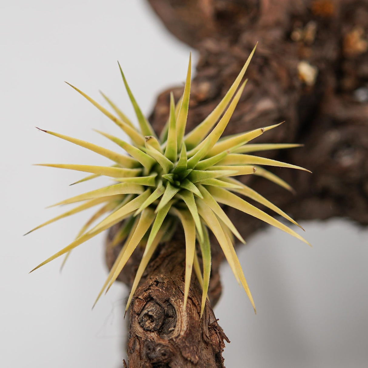 Tillandsia ionantha Druid
