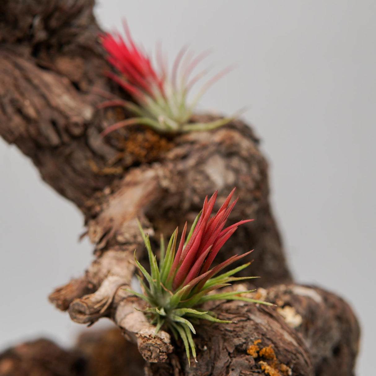 Tillandsia ionantha fuego