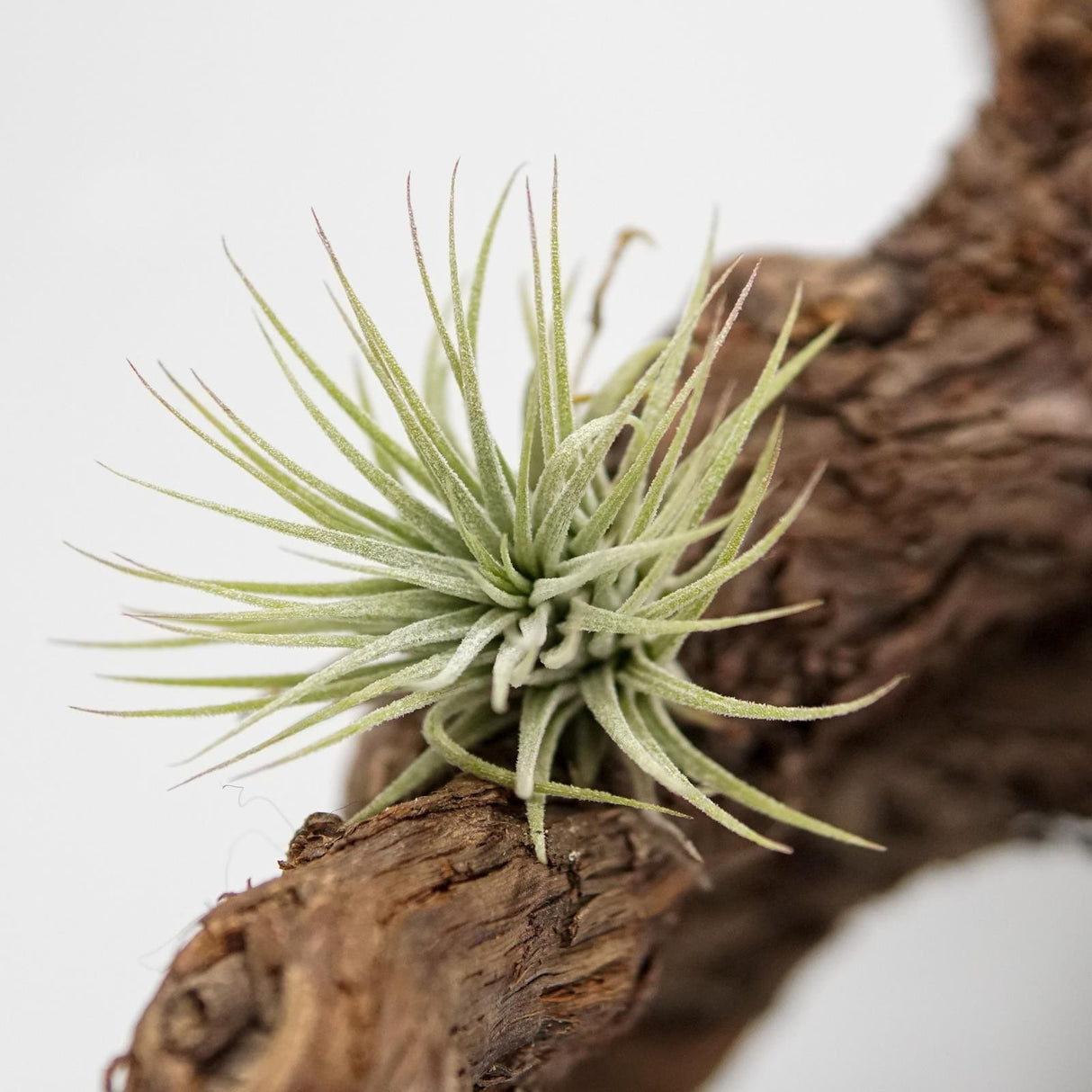 Tillandsia ionantha var. ionantha