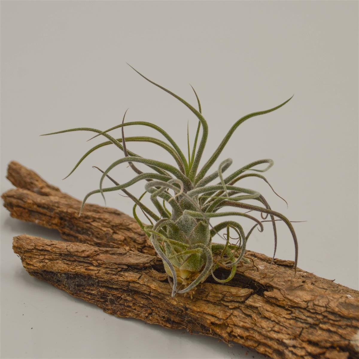 Tillandsia pruinosa