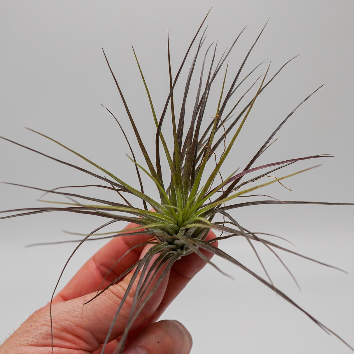Tillandsia stricta